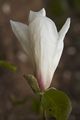 Magnolia kobus var borealis-4 Magnolia japońska